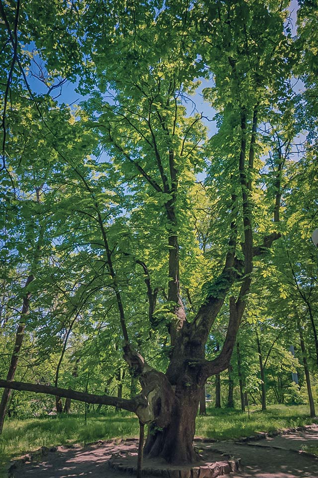 Каштан Шевченка в Корсуні, якому приблизно 200 років